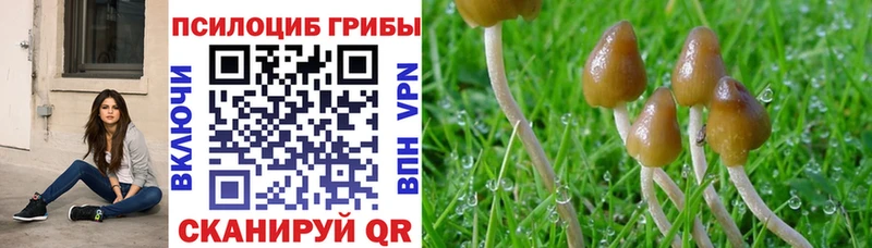 Псилоцибиновые грибы мицелий где найти наркотики Дубовка